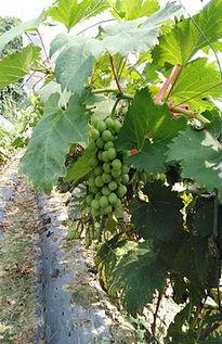 葡萄园照片,丰收季节的美丽画卷